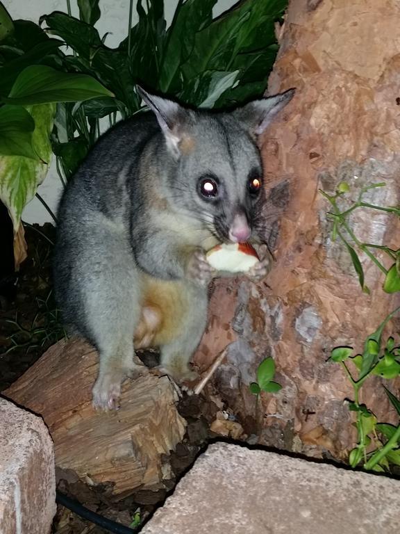 Reef Lodge Backpackers Townsville Luaran gambar