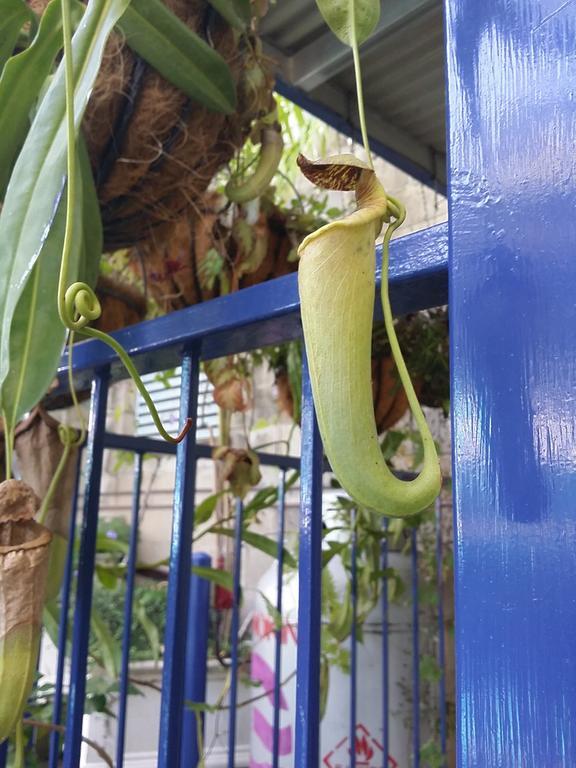 Reef Lodge Backpackers Townsville Luaran gambar